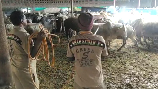 ਗਊਸ਼ਾਲਾਵਾਂ ‘ਚ ਕੀਤਾ ਆਯੁਰਵੈਦਿਕ ਦਵਾਈ ਦਾ ਛਿੜਕਾਅ