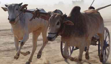 ਪਸ਼ੂ ਪਾਲਣ ਵਿਭਾਗ ਅਤੇ ਪੁਲਿਸ ਨੇ ਰੁਕਵਾਈਆਂ ਬਲਦਾਂ ਦੀਆਂ ਦੌੜਾਂ