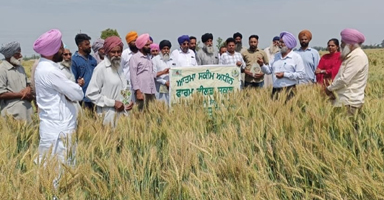 ਪਿੰਡ ਛਾਪਾ ਵਿਖੇ ਕਿਸਾਨਾਂ ਨੂੰ ਹੈਪੀਸੀਡਰ ਵਿਧੀ ਨਾਲ ਬੀਜੀ ਗਈ ਕਣਕ ਦੀ ਫਸਲ ਦਾ ਵਖਾਈ ਗਈ