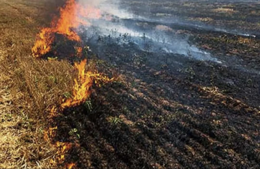 ਝੋਨੇ ਦੀ ਪਰਾਲੀ ਸਾੜਨ ਦੇ ਦੋਸ਼ ਵਿੱਚ ਨੰਬਰਦਾਰ ਮੁਅੱਤਲ