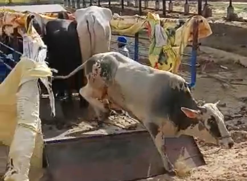 ਨਗਰ ਕੌਂਸਲ ਬਰਨਾਲਾ ਦਾ ਇੱਕ ਹੋਰ ਕਾਰਨਾਮਾ…ਨਗਰ ਕੌਂਸਲ ਦੇ ਠੇਕੇਦਾਰ ਸਮੇਤ ਗਊਆਂ ਦੀ ਸਮਗਲਿੰਗ ਕਰਨ ਵਾਲੇ ਗਿਰੋਹ ਦਾ ਪਰਦਾਫਾਸ਼,ਮਾਮਲਾ ਦਰਜ