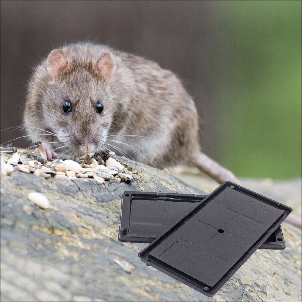 ਚੂਹਿਆਂ ‘ਤੇ ਜ਼ੁਲਮ ਕਰਨ ਵਾਲੇ ਸਾਵਧਾਨ, ਪੰਜਾਬ ‘ਚ “ਗਲੂ ਟਰੈਪ” ‘ਤੇ ਪਾਬੰਦੀ