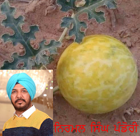 ਕੌੜਤੂਬਾ : ਸਾਡਾ ਚੱਲਦਾ ਏਂ ਧੱਕਾ ਅਸੀਂ ਤਾਂ ਕਰਦੇ…ਪ੍ਰਦੂਸ਼ਣ ਬੋਰਡ ਦੇ ਅਧਿਕਾਰੀਆਂ ਦੇ ਦੀਵੇ ਥੱਲੇ ਹਨੇਰਾ…!