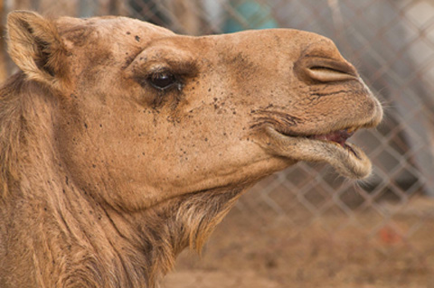 ਬਰਨਾਲਾ ਜ਼ਿਲ੍ਹੇ ‘ਚ 4 ਮਾਰਕੀਟ ਕਮੇਟੀਆਂ ਦੀ ਚੇਅਰਮੈਨੀ ਚਾਹਵਾਨਾਂ ਲਈ ਬਣੀ ਊਠ ਦਾ ਬੁੱਲ…!