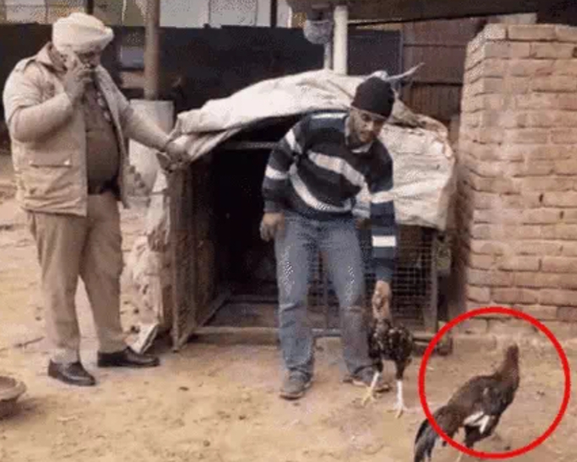 ਵਾਹ ਰੇ ਕੁੱਕੜ ! ਬਠਿੰਡਾ ਅਦਾਲਤ ਵਿੱਚ ਪਵੇਗੀ ਪੇਸ਼ੀ ਕੁੱਕੜ ਦੀ.. ਪੁਲਿਸ ਦੀਆਂ ਤਲੀਆਂ ‘ਤੇ ਚੋਗ ਚੁਗੇਗਾ ਕੁੱਕੜ..ਪੜ੍ਹੋ ਦਿਲਚਸਪ ਖ਼ਬਰ