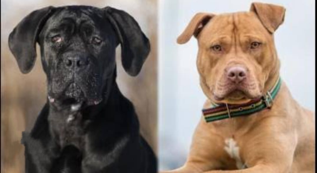 ..ਜੇ ਕੁੱਤੇ ਪਾਲਣ ਦੇ ਸ਼ੌਕੀਨ ਹੋਣ ਤਾਂ ਪੜ੍ਹੋ ਇਹ ਖ਼ਬਰ…ਸਰਕਾਰ ਨੇ ਕੁੱਤੇ ਪਾਲਣ ਤੇ ਲਾ ਦਿੱਤੀ ਪਾਬੰਦੀ