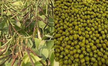 U-TARN…ਪੰਜਾਬ ਸਰਕਾਰ ਨੇ ਮੂੰਗੀ ਦੀ ਫਸਲ ‘ਤੇ ਐਮਐਸਪੀ ਅਤੇ ਮੁਆਵਜ਼ਾ ਦੇਣ ਤੋਂ ਹੱਥ ਕੀਤੇ ਖੜੇ….!