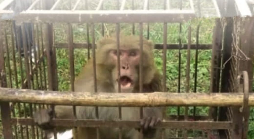 ਵਿਗੜਿਆ ਹੋਇਆ ਬਾਂਦਰ…ਔਰਤਾਂ ਨੂੰ ਕਰਦਾ ਸੀ ਅਸ਼ਲੀਲ ਇਸ਼ਾਰੇ… ਵਿਭਾਗ ਨੇ ਦਿੱਤੀ ਬਾਂਦਰ ਨੂੰ ਉਮਰ ਕੈਦ ਦੀ ਸਜ਼ਾ…!