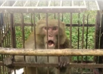 ਵਿਗੜਿਆ ਹੋਇਆ ਬਾਂਦਰ…ਔਰਤਾਂ ਨੂੰ ਕਰਦਾ ਸੀ ਅਸ਼ਲੀਲ ਇਸ਼ਾਰੇ… ਵਿਭਾਗ ਨੇ ਦਿੱਤੀ ਬਾਂਦਰ ਨੂੰ ਉਮਰ ਕੈਦ ਦੀ ਸਜ਼ਾ…!