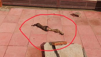 …ਉਹ ਬਰਨਾਲਾ ਜ਼ਿਲ੍ਹੇ ਦਾ ਪਿੰਡ ਪੰਡੋਰੀ ਆਂ…ਜਿੱਥੇ ਰਿਹਾਇਸ਼ੀ ਮਕਾਨਾਂ ਦੇ ਨੇੜੇ ਈਂ ਹੱਡਾਰੋੜੀ ਆਂ