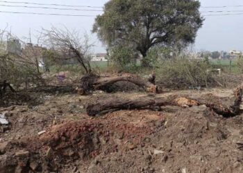 ਨਗਰ ਸੁਧਾਰ ਟਰੱਸਟ ਬਰਨਾਲਾ ਦੇ ਅਧਿਕਾਰੀਆਂ ਨੇ ਹਾਈਕੋਰਟ ਦੇ ਹੁਕਮਾਂ ਦੀਆਂ ਉਡਾਈਆਂ ਧੱਜੀਆਂ, ਕੱਟ ਦਿੱਤੇ 100 ਦੇ ਕਰੀਬ ਹਰੇ ਭਰੇ ਦਰੱਖ਼ਤ