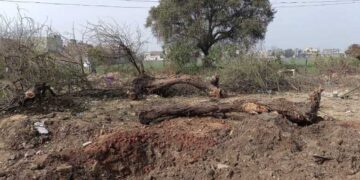 ਨਗਰ ਸੁਧਾਰ ਟਰੱਸਟ ਬਰਨਾਲਾ ਦੇ ਅਧਿਕਾਰੀਆਂ ਨੇ ਹਾਈਕੋਰਟ ਦੇ ਹੁਕਮਾਂ ਦੀਆਂ ਉਡਾਈਆਂ ਧੱਜੀਆਂ, ਕੱਟ ਦਿੱਤੇ 100 ਦੇ ਕਰੀਬ ਹਰੇ ਭਰੇ ਦਰੱਖ਼ਤ