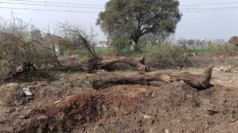 ਨਗਰ ਸੁਧਾਰ ਟਰੱਸਟ ਬਰਨਾਲਾ ਦੇ ਅਧਿਕਾਰੀਆਂ ਨੇ ਹਾਈਕੋਰਟ ਦੇ ਹੁਕਮਾਂ ਦੀਆਂ ਉਡਾਈਆਂ ਧੱਜੀਆਂ, ਕੱਟ ਦਿੱਤੇ 100 ਦੇ ਕਰੀਬ ਹਰੇ ਭਰੇ ਦਰੱਖ਼ਤ